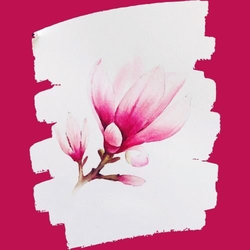 step by step painting a magenta magnolia paint by watercolor