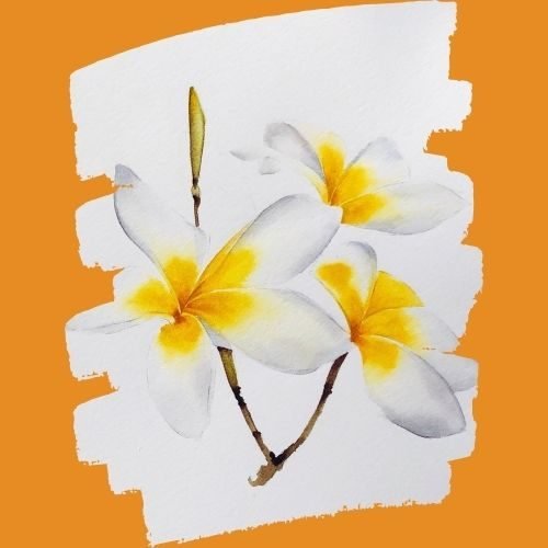step by step painting plumeria paint by watercolor