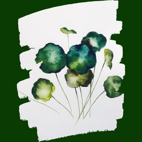 step by step painting Centella asiatica paint by watercolor