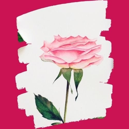 step by step painting pink roses paint by watercolor
