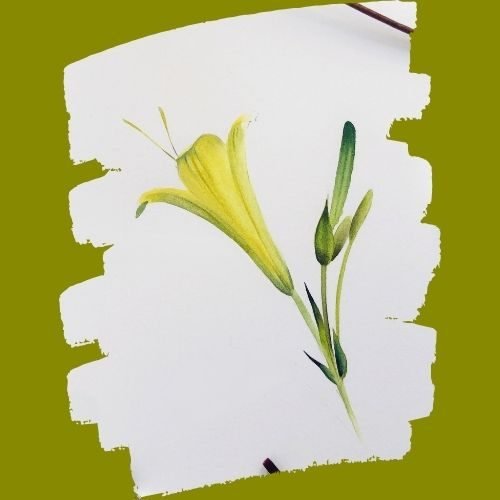 step by step painting lily paint by watercolor
