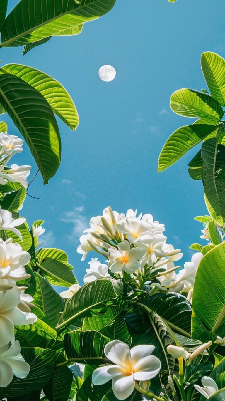 aesthetic cute wallpapers 4k lockscreen of moon between the branches