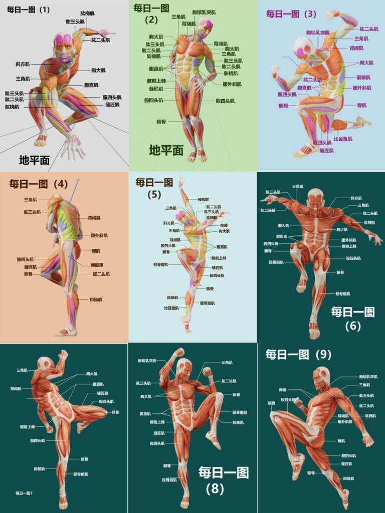 Understanding Anatomy Reference Poses